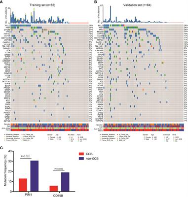 Circulating tumor DNA mutation profile is associated with the prognosis and treatment response of Chinese patients with newly diagnosed diffuse large B-cell lymphoma